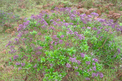 Hedyotis purpurascens